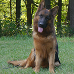Red and Black Long-haired Female German Shepherd European 19 Months Old