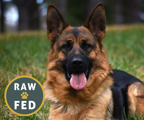 Red and black female german shepherd european showline puppies for sale