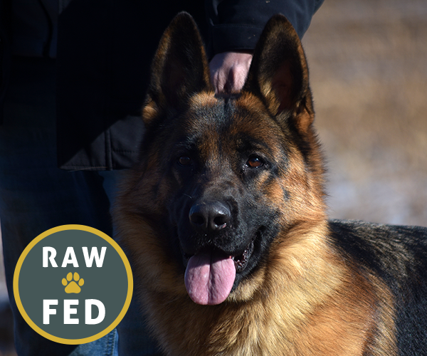 all black european showline german shepherd west vom hazak