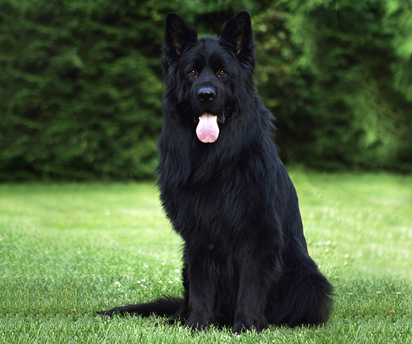 Gladiator Feetback red and black german shepherd male