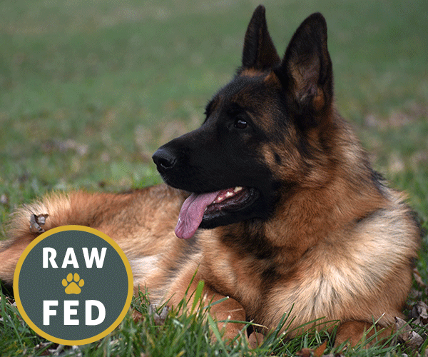 Red and black female german shepherd european showline puppies for sale