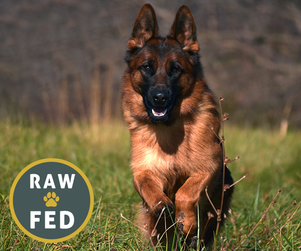 Red and black female german shepherd european showline puppies for sale