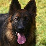sable long coat red and black german shepherd puppies for sale near me