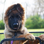 sable long coat red and black german shepherd puppies for sale near me