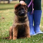 sable long coat red and black german shepherd puppies for sale near me