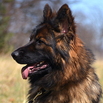 sable long coat red and black german shepherd puppies for sale near me