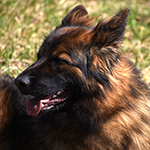 sable long coat red and black german shepherd puppies for sale near me