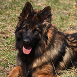 sable long coat red and black german shepherd puppies for sale near me