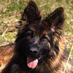 sable long coat red and black german shepherd puppies for sale near me
