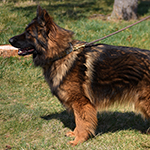 sable long coat red and black german shepherd puppies for sale near me