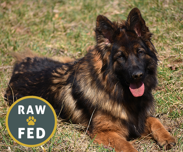 Red and black female german shepherd european showline puppies for sale