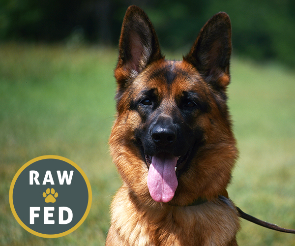 all black european showline german shepherd west vom hazak