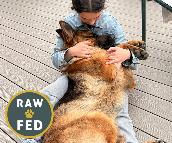 Red and black female german shepherd european showline puppies for sale