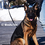 red and black german shepherd puppies for sale near me