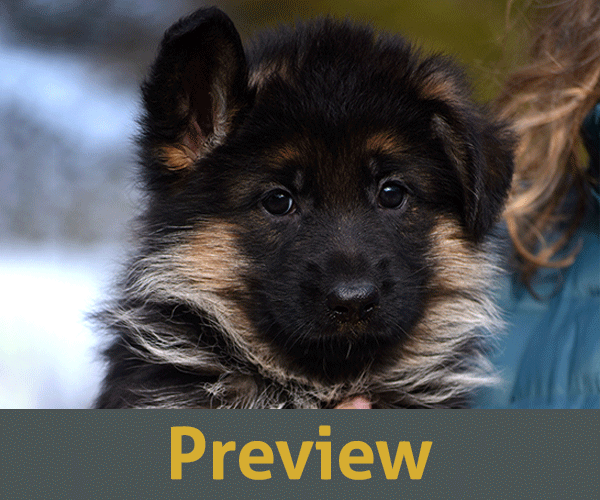 short Coat Female German Shepherd Puppy for Sale in Maryland, Pennsyvania, West Virginia, Virginia, East Coast, the best German Shepherd breeder in the USA