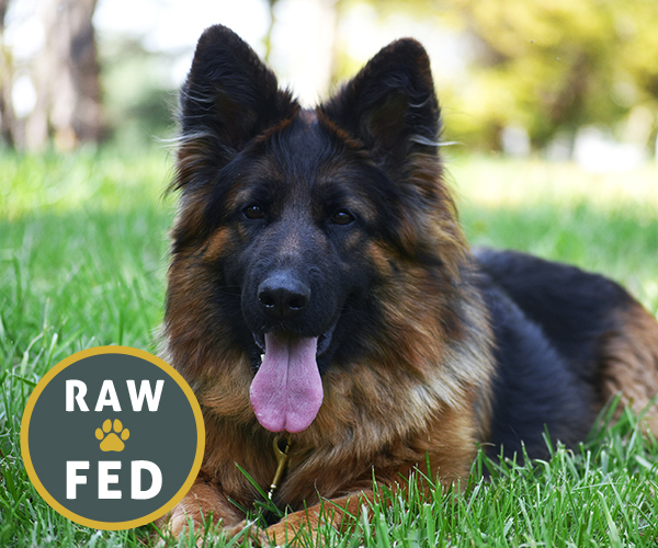all black european showline german shepherd west vom hazak