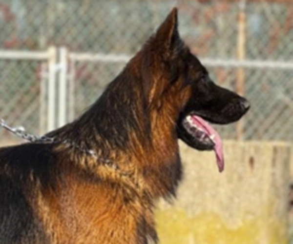 red and black german shepherd male