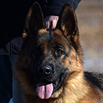 red and black german shepherd puppies for sale near me
