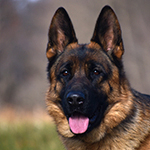 red and black german shepherd puppies for sale near me