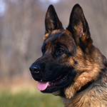 red and black german shepherd puppies for sale near me