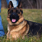 red and black german shepherd puppies for sale near me