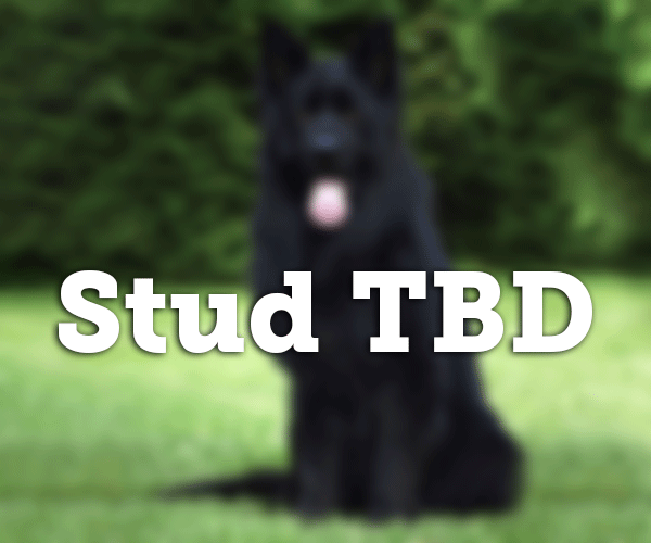 all black long coat german shepherd male